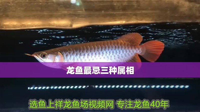 龍魚(yú)最忌三種屬相