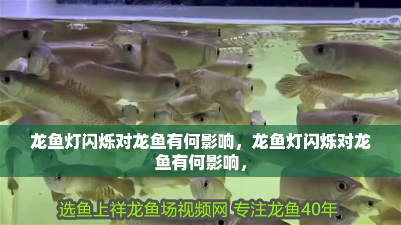 龍魚燈閃爍對龍魚有何影響，龍魚燈閃爍對龍魚有何影響，
