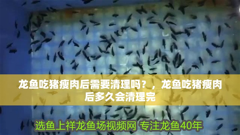 龍魚吃豬瘦肉后需要清理嗎？，龍魚吃豬瘦肉后多久會清理完
