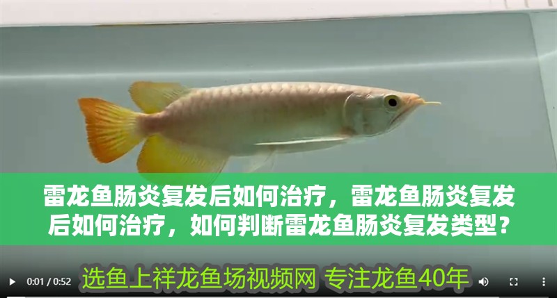 雷龍魚腸炎復(fù)發(fā)后如何治療，雷龍魚腸炎復(fù)發(fā)后如何治療，如何判斷雷龍魚腸炎復(fù)發(fā)類型？