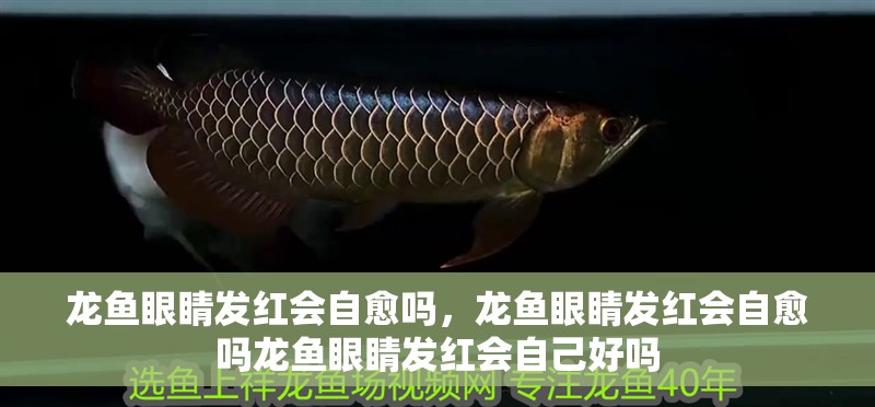龍魚眼睛發紅會自愈嗎，龍魚眼睛發紅會自愈嗎龍魚眼睛發紅會自己好嗎