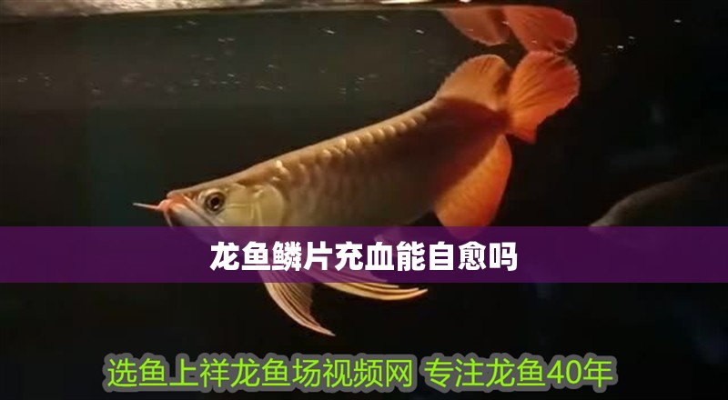 龍魚鱗片充血能自愈嗎