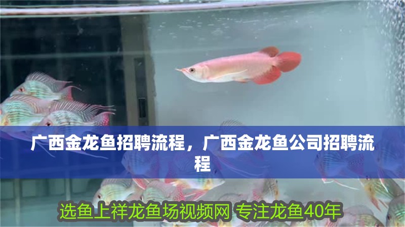 廣西金龍魚招聘流程，廣西金龍魚公司招聘流程