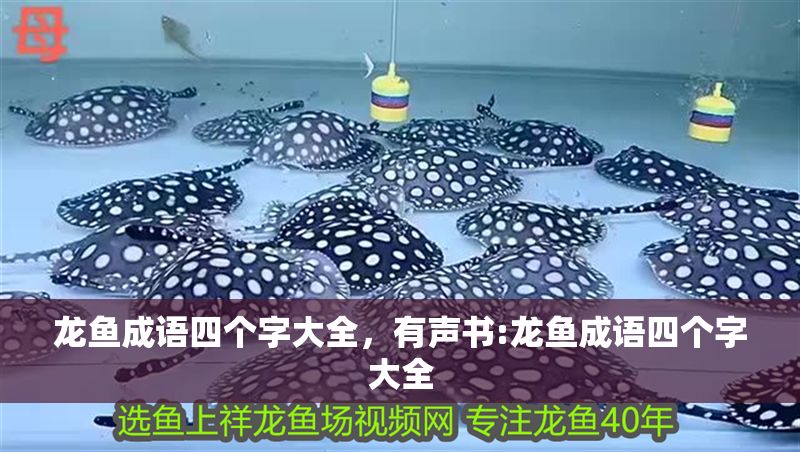 龍魚成語四個字大全，有聲書:龍魚成語四個字大全 龍魚成語四個字大全，有聲書:龍魚成語四個字大全 龍魚百科 第6張