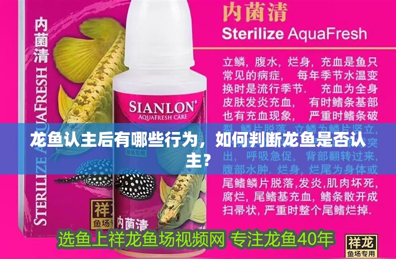 龍魚認主后有哪些行為，如何判斷龍魚是否認主？