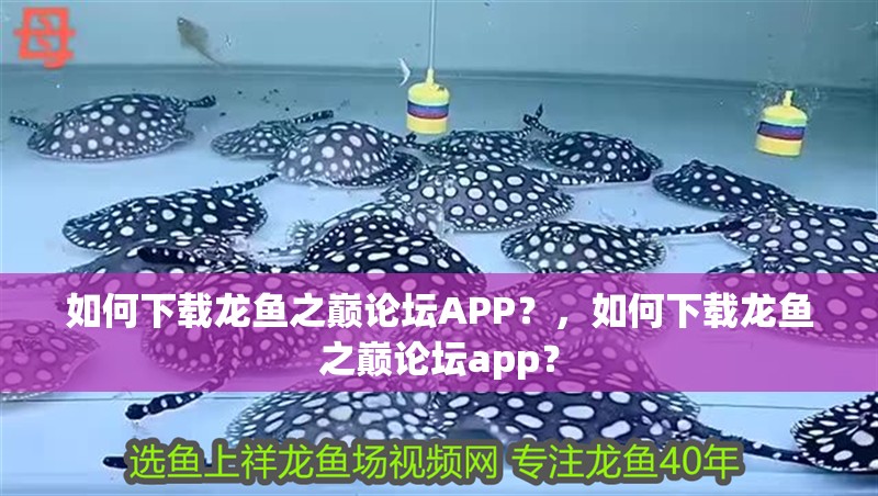 如何下載龍魚之巔論壇APP？，如何下載龍魚之巔論壇app？