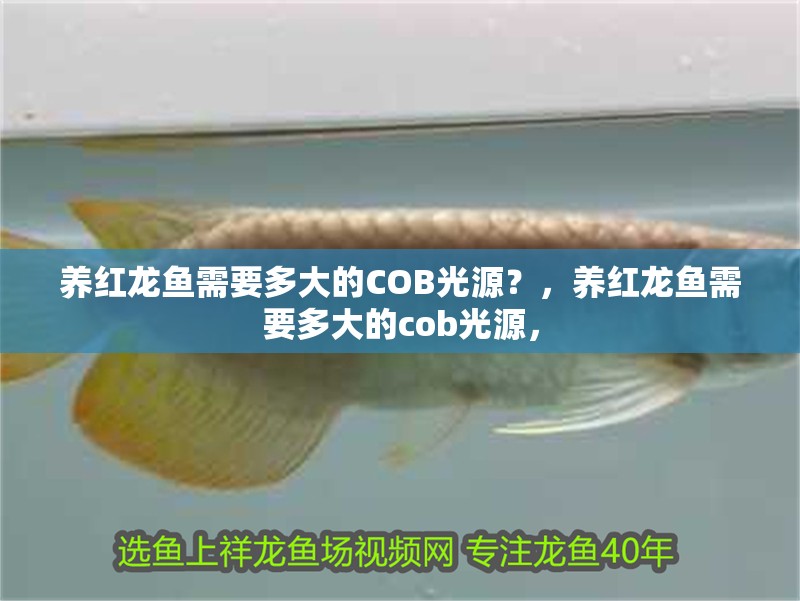養紅龍魚需要多大的COB光源？，養紅龍魚需要多大的cob光源，