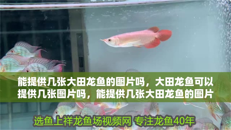 能提供幾張大田龍魚的圖片嗎，大田龍魚可以提供幾張圖片嗎，能提供幾張大田龍魚的圖片嗎