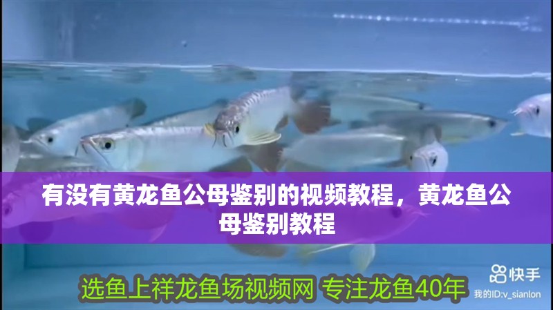 有沒有黃龍魚公母鑒別的視頻教程，黃龍魚公母鑒別教程