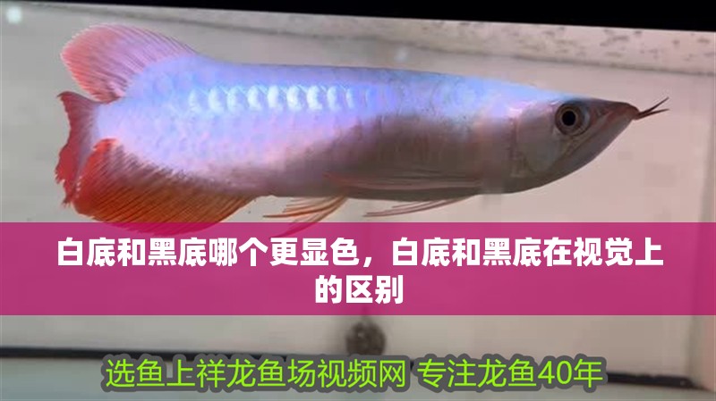 白底和黑底哪個更顯色，白底和黑底在視覺上的區別