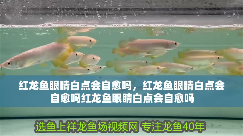 紅龍魚眼睛白點會自愈嗎，紅龍魚眼睛白點會自愈嗎紅龍魚眼睛白點會自愈嗎