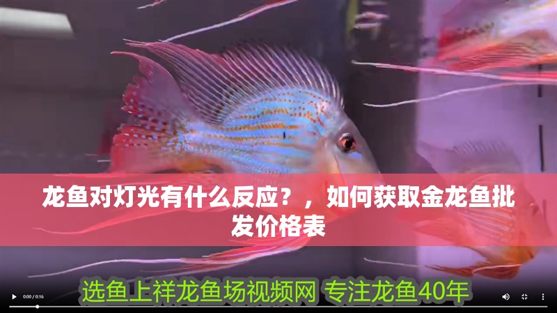 龍魚對燈光有什么反應？，如何獲取金龍魚批發價格表