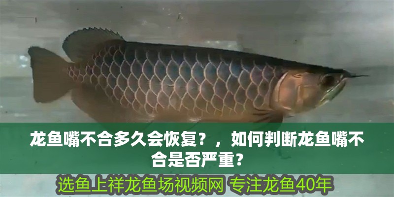 龍魚嘴不合多久會恢復？，如何判斷龍魚嘴不合是否嚴重？