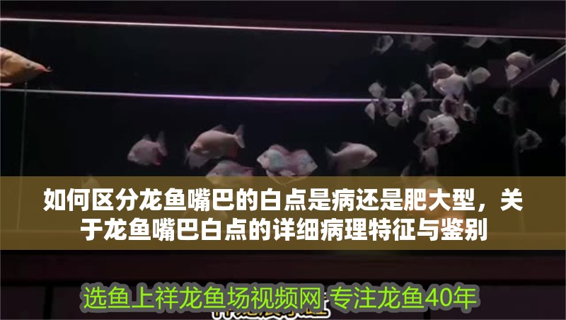 如何區分龍魚嘴巴的白點是病還是肥大型，關于龍魚嘴巴白點的詳細病理特征與鑒別