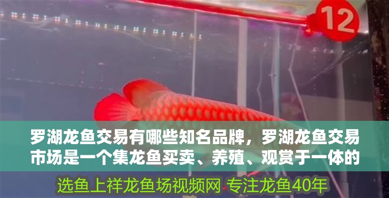 羅湖龍魚交易有哪些知名品牌，羅湖龍魚交易市場(chǎng)是一個(gè)集龍魚買賣、養(yǎng)殖、觀賞于一體的專業(yè)市場(chǎng)