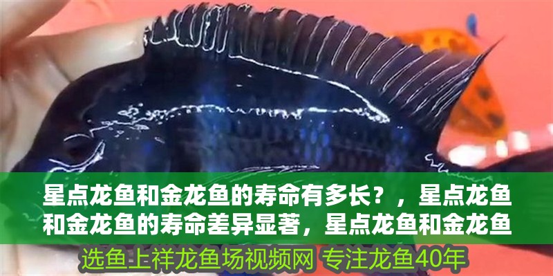 星點龍魚和金龍魚的壽命有多長？，星點龍魚和金龍魚的壽命差異顯著，星點龍魚和金龍魚的壽命差異大