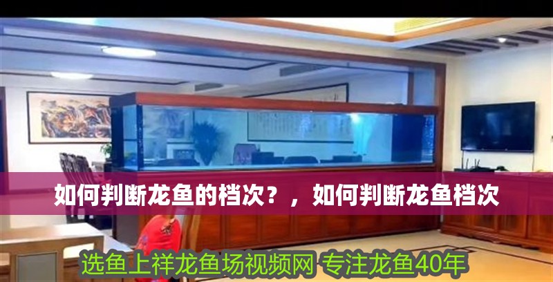 如何判斷龍魚的檔次？，如何判斷龍魚檔次