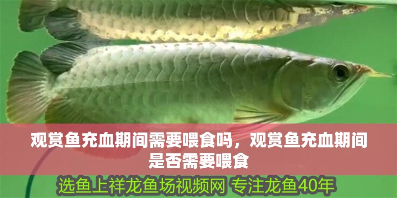 觀賞魚充血期間需要喂食嗎，觀賞魚充血期間是否需要喂食