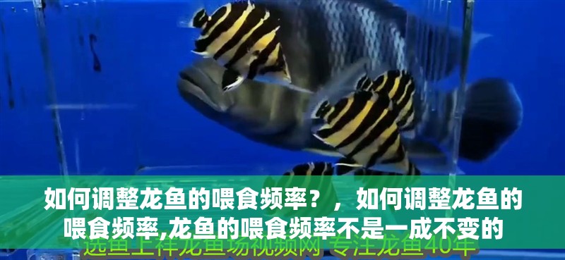 如何調整龍魚的喂食頻率？，如何調整龍魚的喂食頻率,龍魚的喂食頻率不是一成不變的
