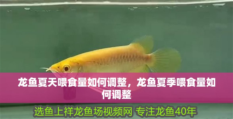 龍魚夏天喂食量如何調(diào)整，龍魚夏季喂食量如何調(diào)整