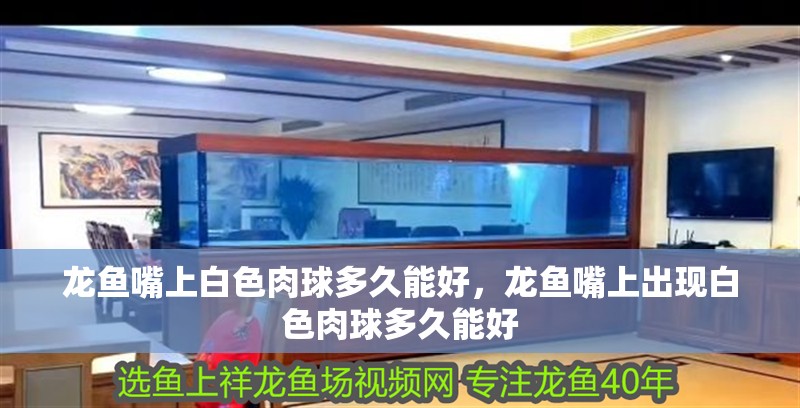 龍魚嘴上白色肉球多久能好，龍魚嘴上出現白色肉球多久能好