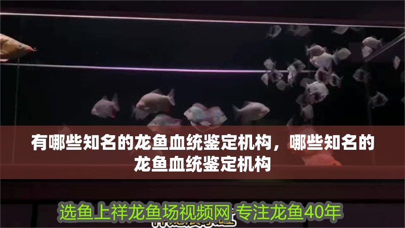 有哪些知名的龍魚血統鑒定機構，哪些知名的龍魚血統鑒定機構