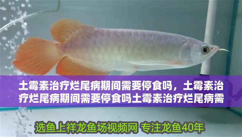 土霉素治療爛尾病期間需要停食嗎，土霉素治療爛尾病期間需要停食嗎土霉素治療爛尾病需要多少劑量