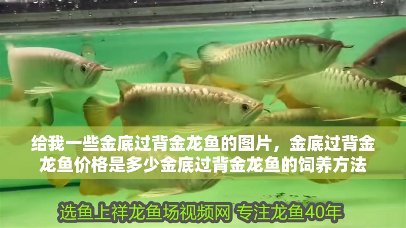 給我一些金底過背金龍魚的圖片，金底過背金龍魚價格是多少金底過背金龍魚的飼養方法