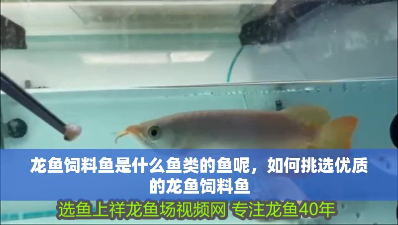 龍魚飼料魚是什么魚類的魚呢，如何挑選優(yōu)質(zhì)的龍魚飼料魚 龍魚飼料魚是什么魚類的魚呢，如何挑選優(yōu)質(zhì)的龍魚飼料魚 龍魚百科 第2張