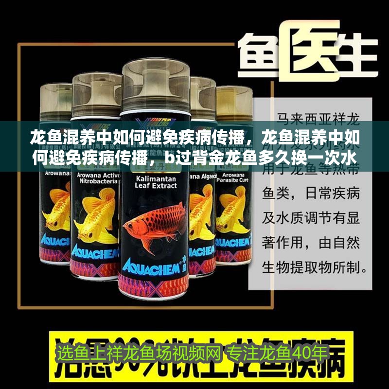 龍魚混養中如何避免疾病傳播，龍魚混養中如何避免疾病傳播，b過背金龍魚多久換一次水