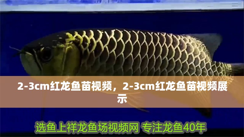 2-3cm紅龍魚苗視頻，2-3cm紅龍魚苗視頻展示