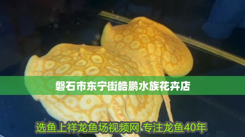 磐石市東寧街皓鵬水族花卉店