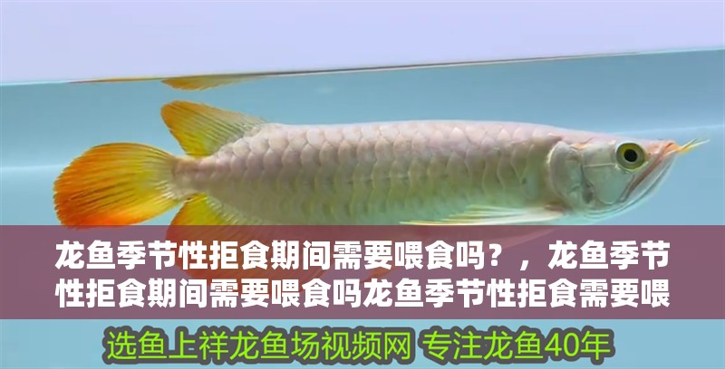 龍魚季節性拒食期間需要喂食嗎？，龍魚季節性拒食期間需要喂食嗎龍魚季節性拒食需要喂食嗎