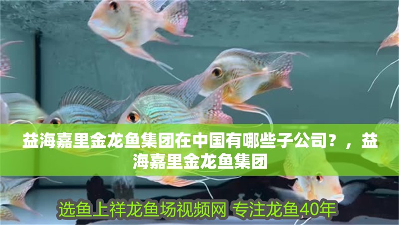 益海嘉里金龍魚集團在中國有哪些子公司？，益海嘉里金龍魚集團