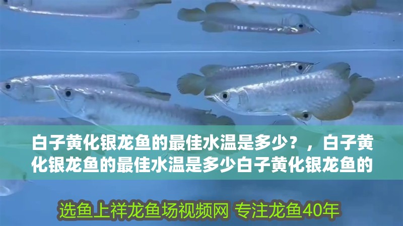 白子黃化銀龍魚的最佳水溫是多少？，白子黃化銀龍魚的最佳水溫是多少白子黃化銀龍魚的最佳ph值是多少