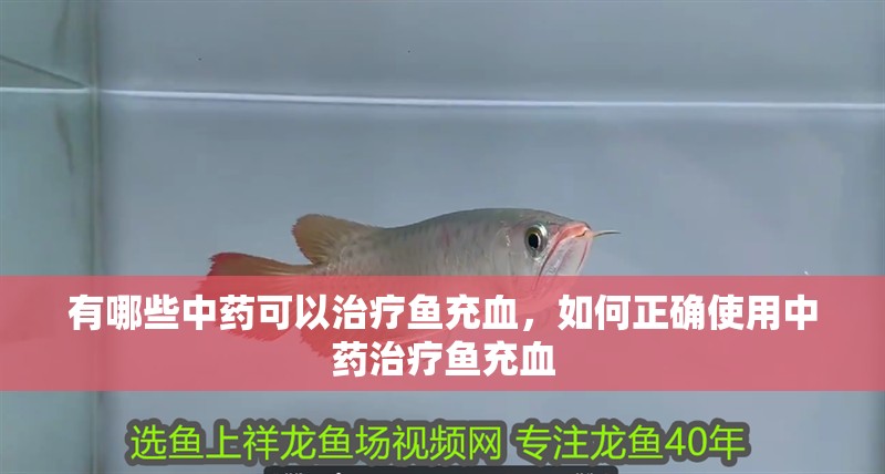 有哪些中藥可以治療魚充血，如何正確使用中藥治療魚充血