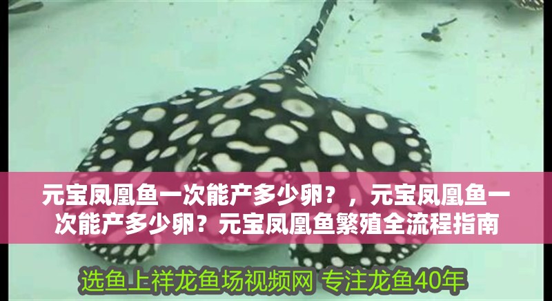 元寶鳳凰魚一次能產多少卵？，元寶鳳凰魚一次能產多少卵？元寶鳳凰魚繁殖全流程指南