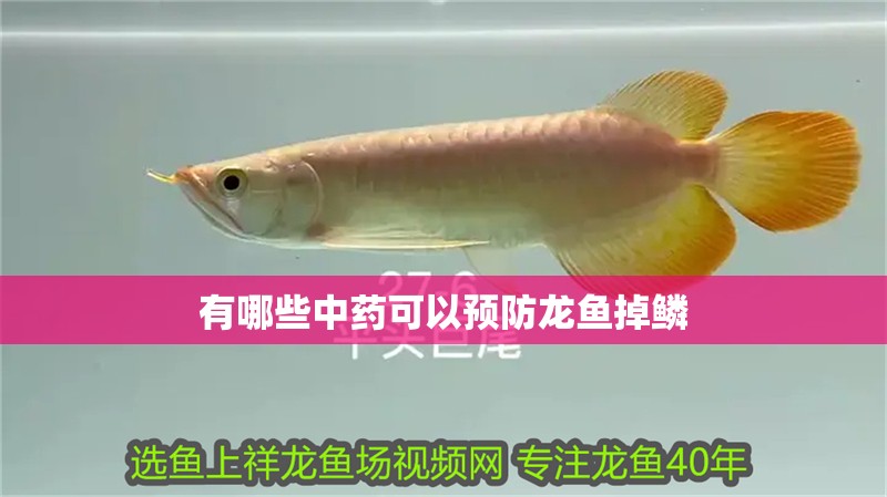 有哪些中藥可以預防龍魚掉鱗