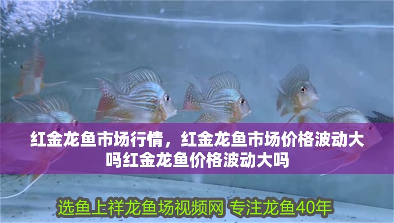 紅金龍魚市場行情，紅金龍魚市場價格波動大嗎紅金龍魚價格波動大嗎
