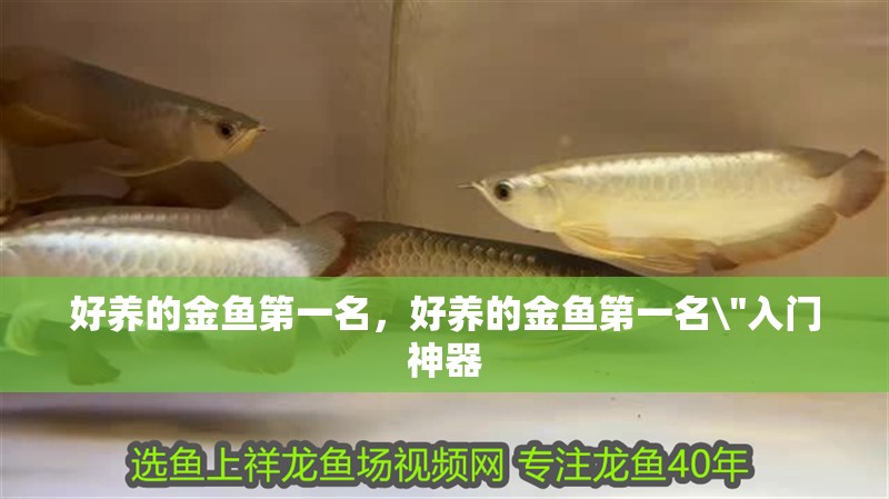 好養的金魚第一名，好養的金魚第一名\