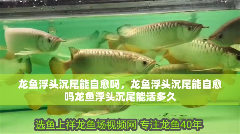 龍魚浮頭沉尾能自愈嗎，龍魚浮頭沉尾能自愈嗎龍魚浮頭沉尾能活多久