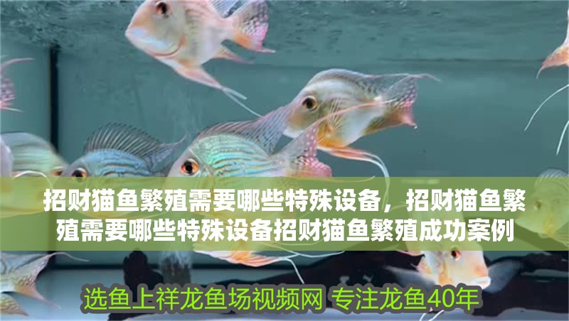 招財(cái)貓魚繁殖需要哪些特殊設(shè)備，招財(cái)貓魚繁殖需要哪些特殊設(shè)備招財(cái)貓魚繁殖成功案例