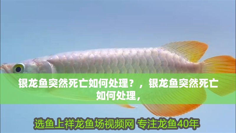 銀龍魚突然死亡如何處理？，銀龍魚突然死亡如何處理，