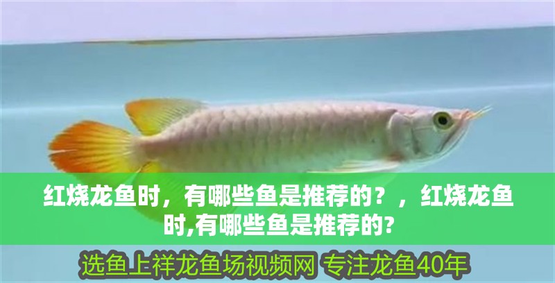 紅燒龍魚時，有哪些魚是推薦的？，紅燒龍魚時,有哪些魚是推薦的?