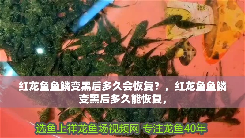 紅龍魚魚鱗變黑后多久會恢復？，紅龍魚魚鱗變黑后多久能恢復，
