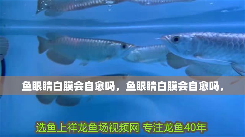 魚眼睛白膜會自愈嗎，魚眼睛白膜會自愈嗎，