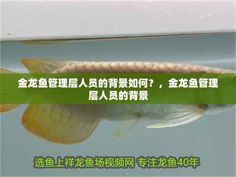金龍魚管理層人員的背景如何？，金龍魚管理層人員的背景