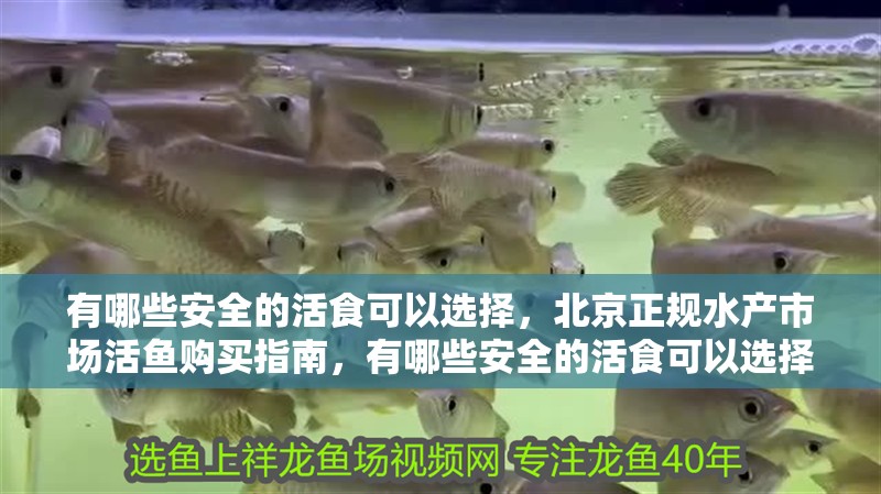 有哪些安全的活食可以選擇，北京正規水產市場活魚購買指南，有哪些安全的活食可以選擇
