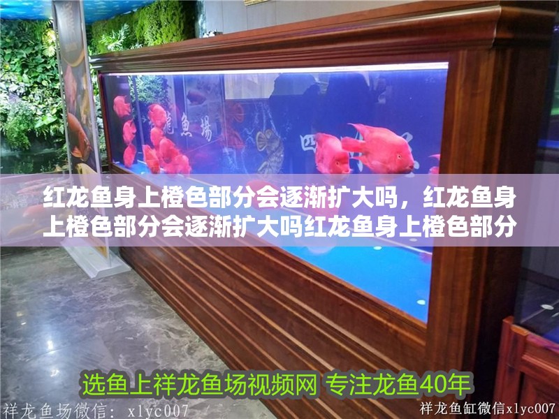 紅龍魚(yú)身上橙色部分會(huì)逐漸擴(kuò)大嗎，紅龍魚(yú)身上橙色部分會(huì)逐漸擴(kuò)大嗎紅龍魚(yú)身上橙色部分會(huì)逐漸擴(kuò)大嗎