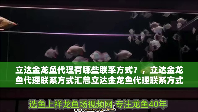 立達金龍魚代理有哪些聯(lián)系方式？，立達金龍魚代理聯(lián)系方式匯總立達金龍魚代理聯(lián)系方式匯總